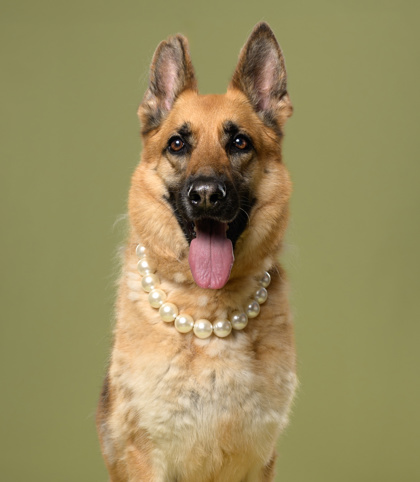 Shelter Stray Female Dog last seen Near Ravencliff Rd, Atlanta, GA, 1251 Fulton Industrial Blvd NW, Atlanta, GA 30336, USA