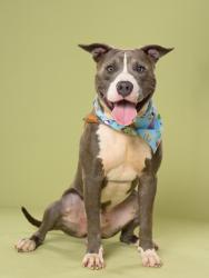Shelter Stray Male Dog last seen Atlanta, GA 30318, Atlanta, GA 30336