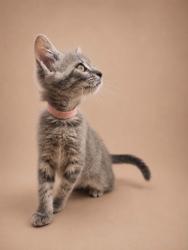 Shelter Stray Female Cat last seen Near Elizabeth Avenue, New Bern City Limits, NC, 1639 Old Airport Rd, New Bern, NC 28562, USA