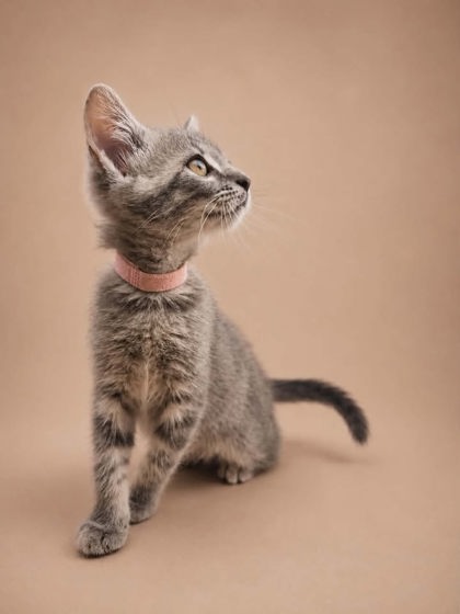 Shelter Stray Female Cat last seen Near Elizabeth Avenue, New Bern City Limits, NC, 1639 Old Airport Rd, New Bern, NC 28562, USA