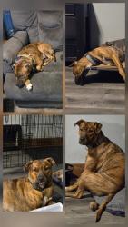 Reunited Male Dog last seen Maryland , Canton, OH 44710