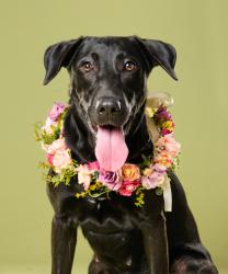 Shelter Stray Female Dog last seen Sandy Springs, GA 30342, Atlanta, GA 30336