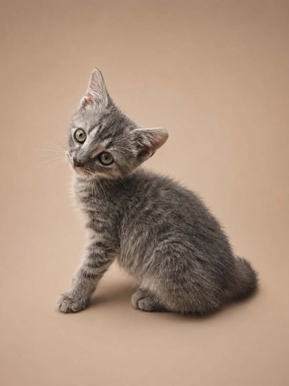 Shelter Stray Female Cat last seen Near Elizabeth Avenue, New Bern City Limits, NC, 1639 Old Airport Rd, New Bern, NC 28562, USA