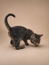 Shelter Stray Male Cat last seen Near Elizabeth Avenue, New Bern City Limits, NC, 1639 Old Airport Rd, New Bern, NC 28562, USA