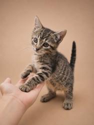 Shelter Stray Female Cat last seen Near Elizabeth Avenue, New Bern City Limits, NC, 1639 Old Airport Rd, New Bern, NC 28562, USA