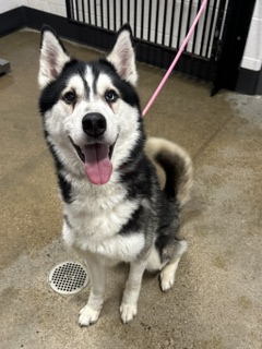 Shelter Stray Male Dog last seen , OH , Cleveland, OH 44102