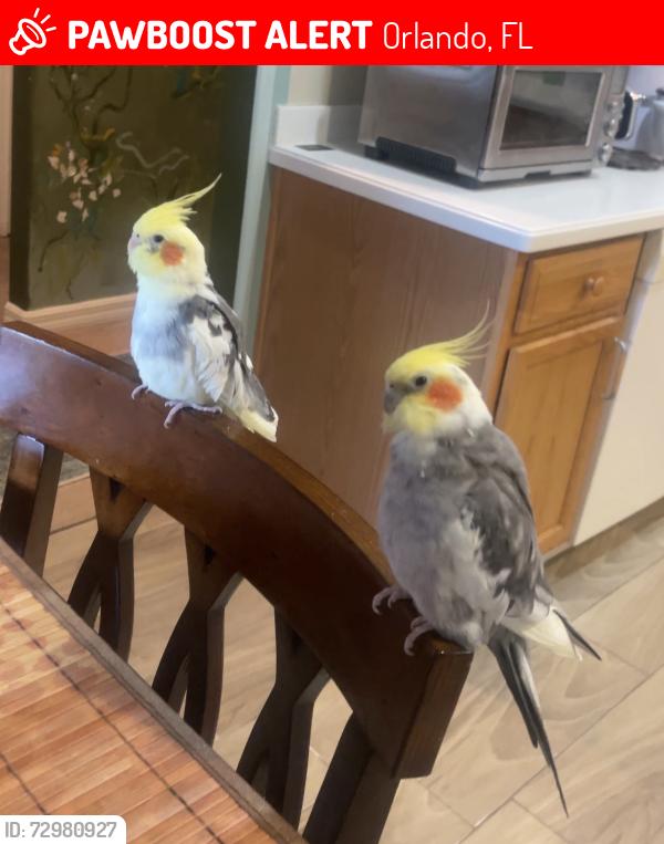 Lost Male Bird last seen Boggy creek or landstar, Orlando, FL 32824