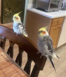 Lost Male Bird last seen Boggy creek or landstar, Orlando, FL 32824
