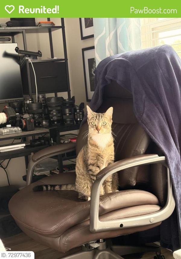 Reunited Male Cat last seen It is around a wooded area so not sure how far he is  , Saint John, NB E2K 0K9