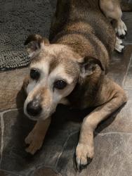 Reunited Female Dog last seen Brownfield Rd and Refugee Rd, Columbus, OH 43232
