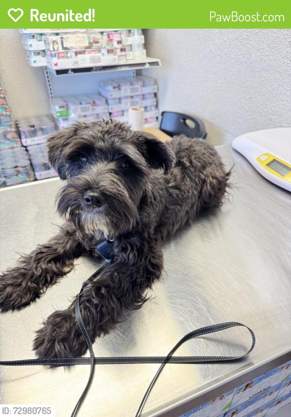 Reunited Female Dog last seen Near Fernside Dr, Pasadena, TX 77505, USA, Pasadena, TX 77505