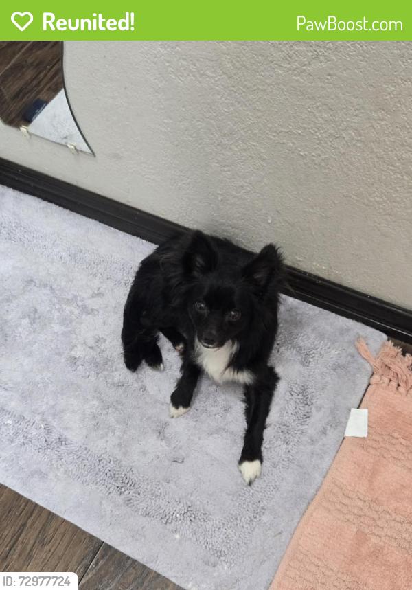 Reunited Male Dog last seen Near Giant Dr, Joshua, TX 76058