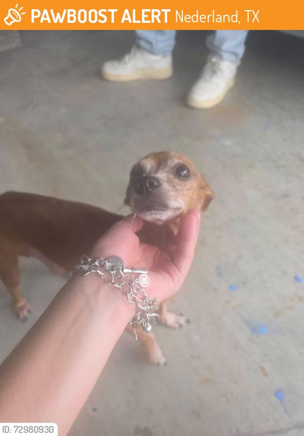 Found/Stray Male Dog last seen Nederland Ave, Nederland, TX 77627