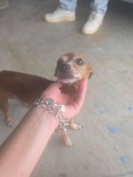 Found/Stray Male Dog last seen Nederland Ave, Nederland, TX 77627