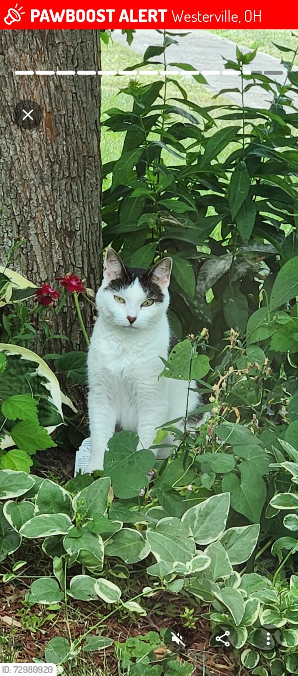 Lost Female Cat last seen Paris, Westerville, OH 43081