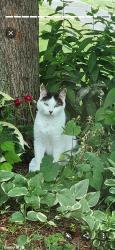 Lost Female Cat last seen Paris, Westerville, OH 43081