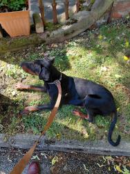 Reunited Male Dog last seen Princes park, Merseyside, England L8