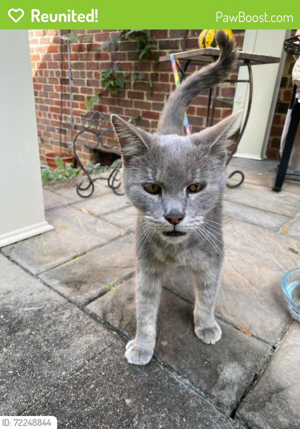 Reunited Male Cat last seen Westwood and Noble, Richmond, VA 23222