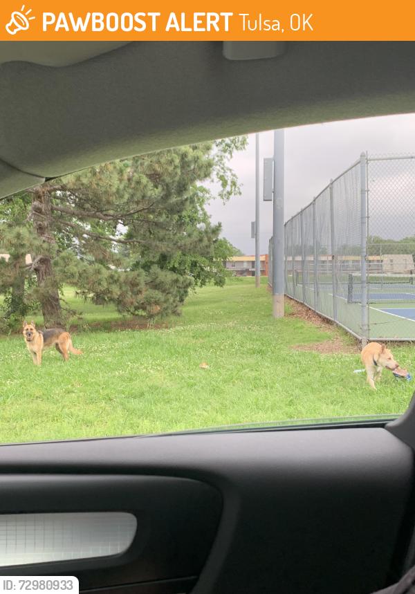 Found/Stray Unknown Dog last seen Hicks Park & Community Center east Tulsa, Tulsa, OK 74146