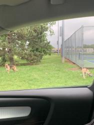 Found/Stray Unknown Dog last seen Hicks Park & Community Center east Tulsa, Tulsa, OK 74146