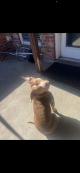 Lost Female Dog last seen Near high country Trl , Fort Worth, TX 76140