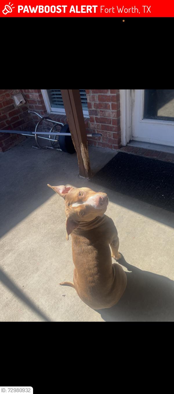 Lost Female Dog last seen Near high country Trl , Fort Worth, TX 76140