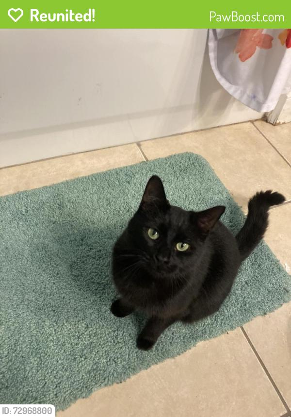 Reunited Female Cat last seen Near fire wheel dr, Reno, NV 89506