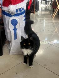 Reunited Female Cat last seen Lauramore Ct. and E Lincoln Loop, Fontana, CA 92336
