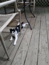 Lost Male Cat last seen Thompson Rd /mckay Algoa area, Galveston County, TX 77511