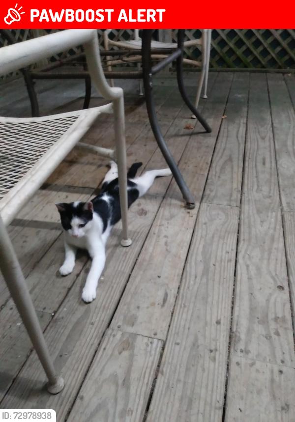 Lost Male Cat last seen Thompson Rd /mckay Algoa area, Galveston County, TX 77511