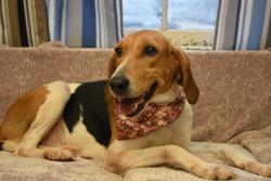 Shelter Stray Female Dog last seen Public Works Road, Chesterfield, VA, 23832, 9300 Public Works Rd, Chesterfield, VA 23832, USA