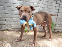 Shelter Stray Male Dog last seen Apt 2B,108 W 137 Street, NEW YORK, NY, 10030, New York, NY 10029