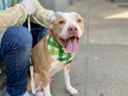 Shelter Stray Male Dog last seen Near W 142nd Street, NEW YORK, NY, 10030, New York, NY 10029