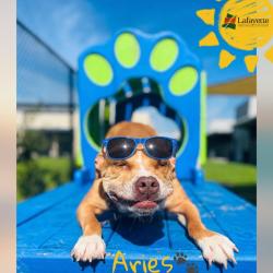Shelter Stray Male Dog last seen Near Hanger Road, OPELOUSAS, LA, 70570, 410 Dugas Rd, Lafayette, LA 70507, USA