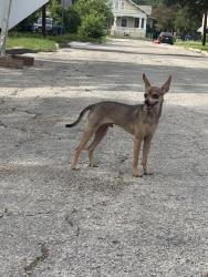 Reunited Male Dog last seen Kendall, San Antonio, TX 78212