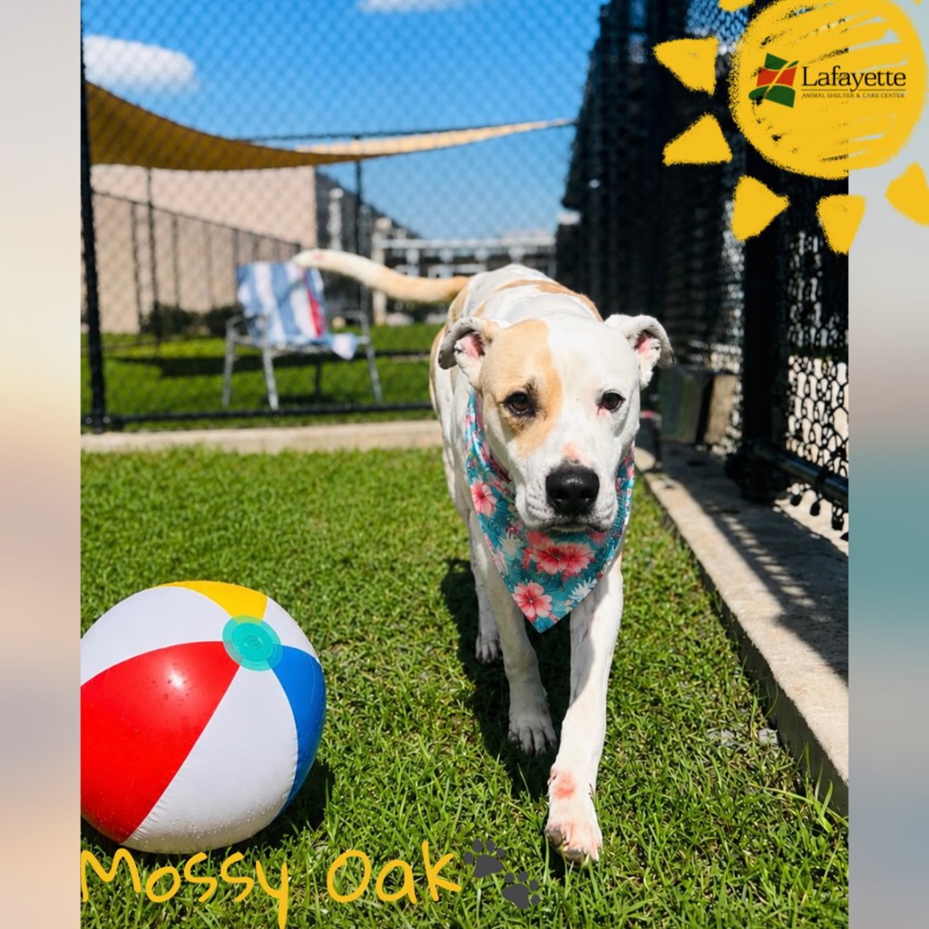 Shelter Stray Male Dog last seen Near Live Oak Street, LAFAYETTE, LA, 70503, 410 Dugas Rd, Lafayette, LA 70507, USA
