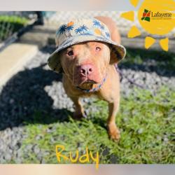 Shelter Stray Male Dog last seen Near Marigny Circle, DUSON, LA, 70529, 410 Dugas Rd, Lafayette, LA 70507, USA