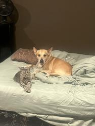 Lost Male Dog last seen South loop west and Main Street , Houston, TX 77025