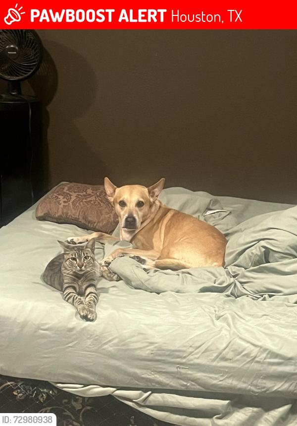 Lost Male Dog last seen South loop west and Main Street , Houston, TX 77025