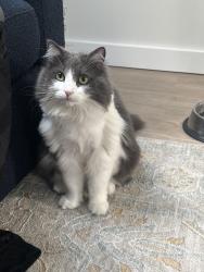 Reunited Female Cat last seen Western HWY, Blauvelt Rd, Joseph B Clarke Rail Trail, Saint Cathrine of Alexandria Parish, Blauvelt, NY 10913