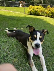 Found/Stray Female Dog last seen Dolly Cooper Park, Greenville, SC 29611