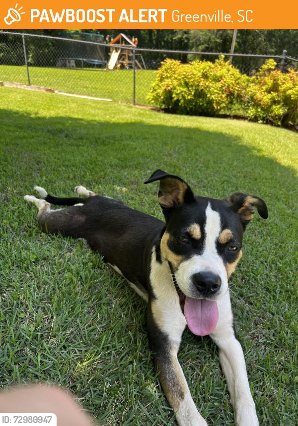 Found/Stray Female Dog last seen Dolly Cooper Park, Greenville, SC 29611
