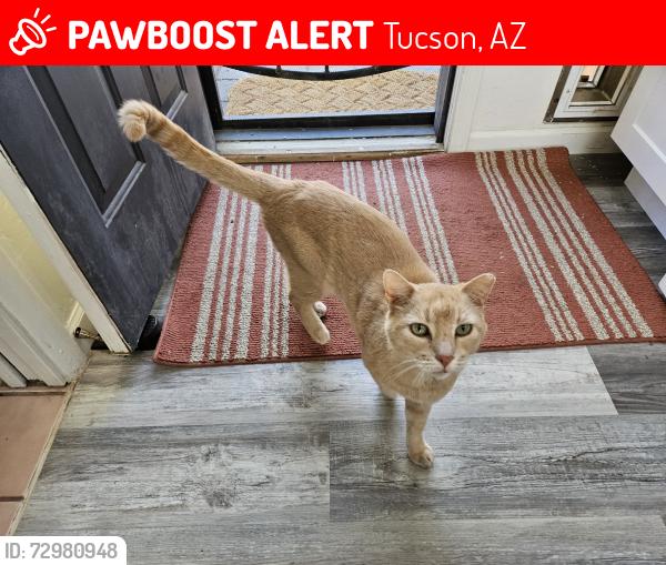 Lost Male Cat last seen Campbell and Fort Lowell, Tucson, AZ 85719
