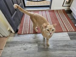 Lost Male Cat last seen Campbell and Fort Lowell, Tucson, AZ 85719