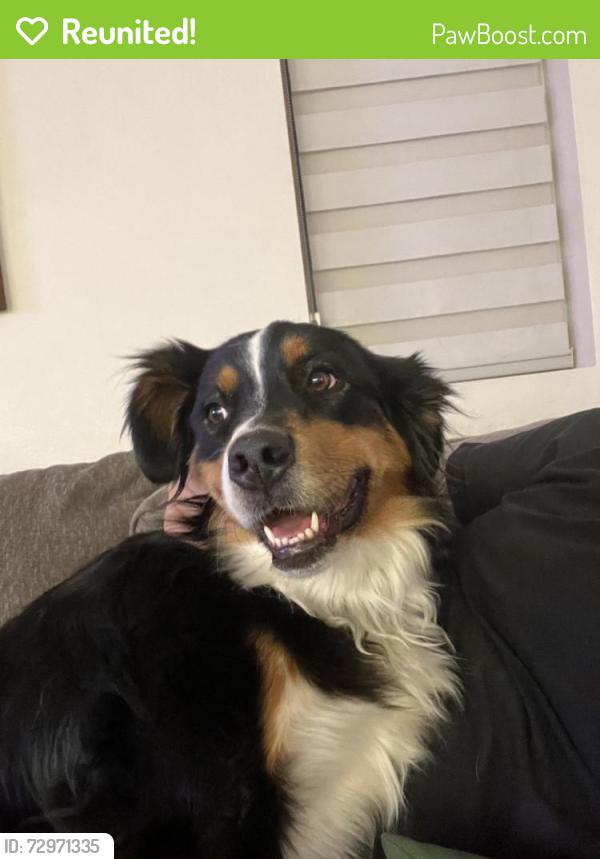 Reunited Female Dog last seen Lundy Lane, Beaumont, CA 92223