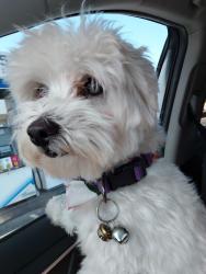 Reunited Male Dog last seen Oakview cndmniums, Corona, CA 92882