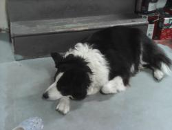 Reunited Male Dog last seen Strasburg Pike and Lincoln hwy , Lancaster, PA 17602