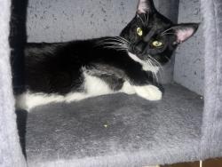 Lost Male Cat last seen Madison and Laramie , Chicago, IL 60644