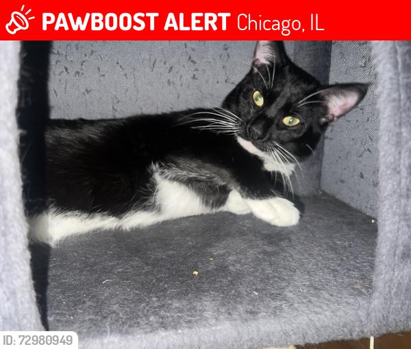 Lost Male Cat last seen Madison and Laramie , Chicago, IL 60644