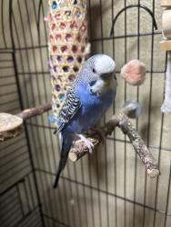 Lost Male Bird last seen Japonica & Redwood, Houston, TX 77087